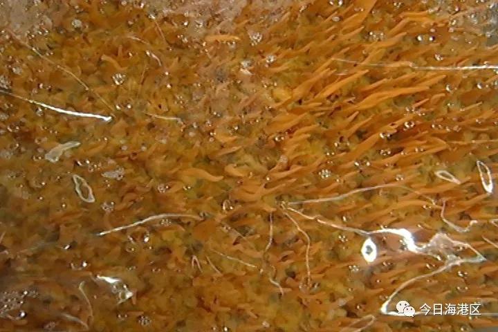 走向我们的小康生活|中心庄村:北虫草“循环种植”助农增收