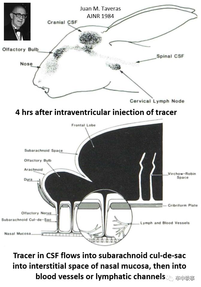 Schwalbe发现脑脊液-淋巴通路