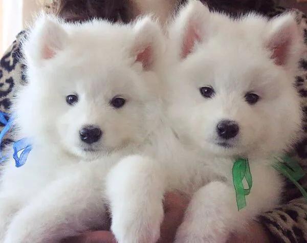 可怜的狗狗们,忠诚的狗狗们