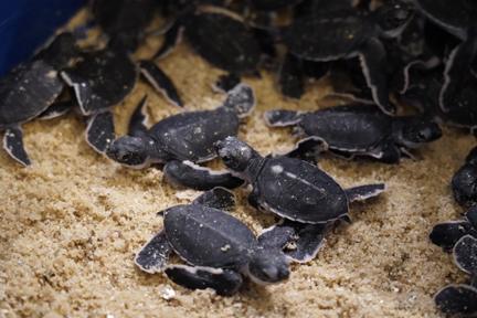 热浪岛浪中岛停泊岛哪个好,热浪岛停泊岛浪中岛