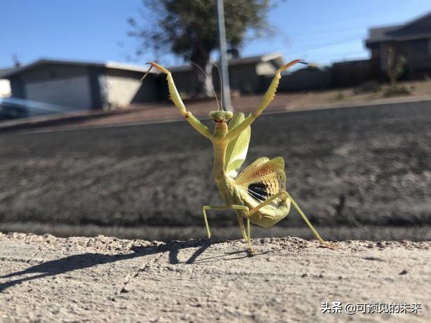 大自然的奇妙之处写话,大自然的奇妙之处作文350字