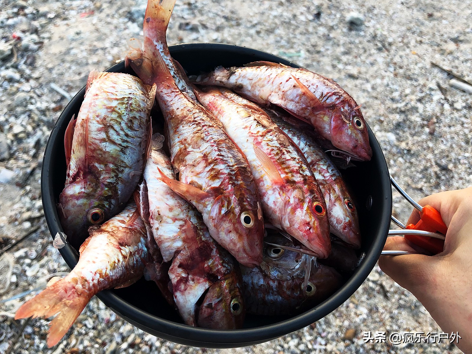 惠州赶海无人岛,国内冷门海岛无人岛推荐