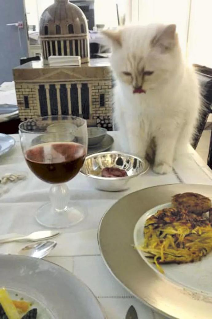 老佛爷13亿欧元遗产由猫继承,继承老佛爷21亿遗产的猫