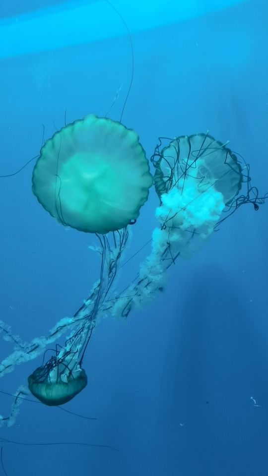 大连老虎滩5a景区,大连老虎滩5馆旅游攻略