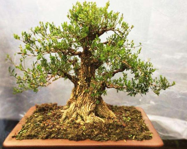 雀舌黄杨盆景什么时候修剪,雀舌黄杨盆景几年能开花