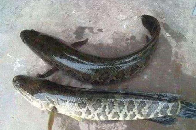 秋天黑鱼不咬怎么办,秋天天气凉了为什么钓鱼不好钓