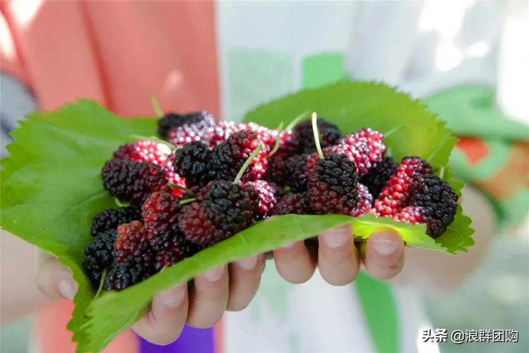 四季果桑有几个品种,新手种果桑哪个品种最好