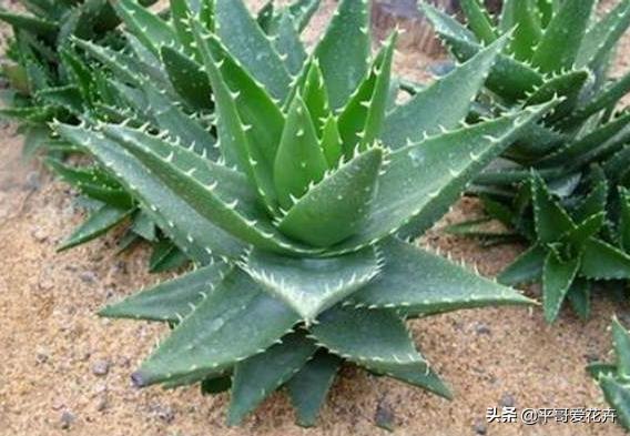 家里养殖哪些花卉可以除甲醛,家里养什么花去除甲醛