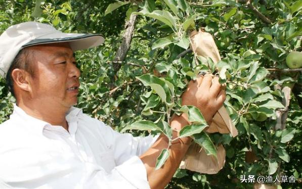 苹果套袋多少钱一个,苹果为什么要套袋