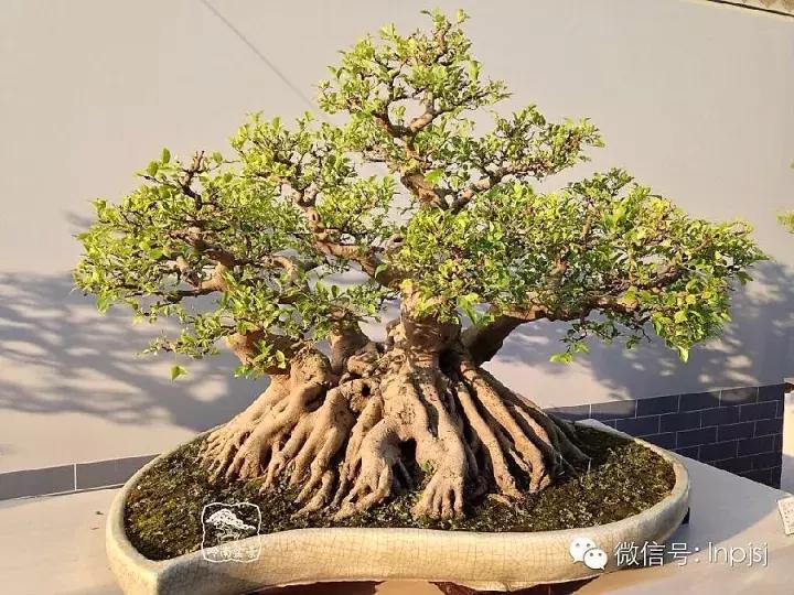 苍劲古朴挺拔有力的老桩盆景欣赏,老态龙钟盆景作品欣赏