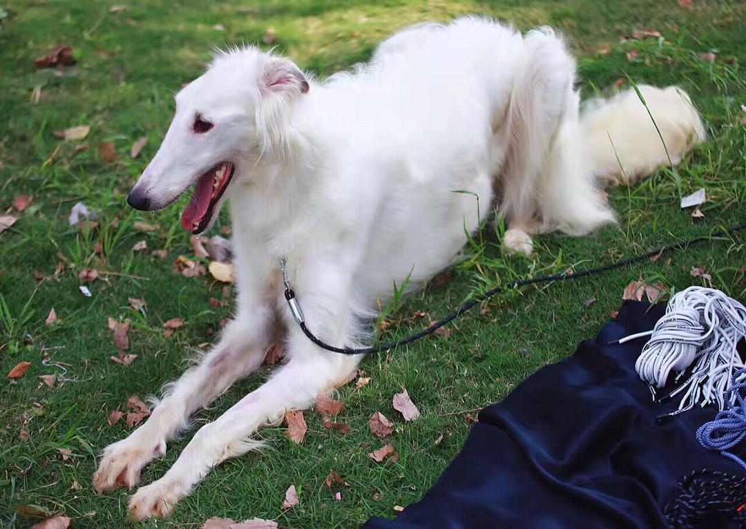 最齐全的狗狗品种介绍及图片,带你了解一下常见狗狗的品种