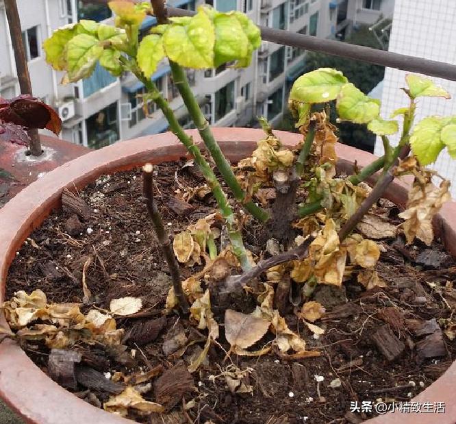 月季花是“药罐子”,常见10种病虫害,预防第一,救治第二