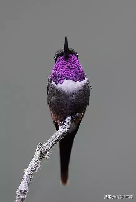 一只会听人话的小鸟,小鸟戴帽子变脸