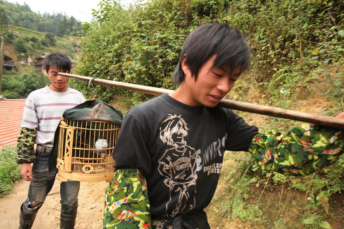 小鸡饲料加蛋黄给画眉鸟吃好吗,饲料养画眉