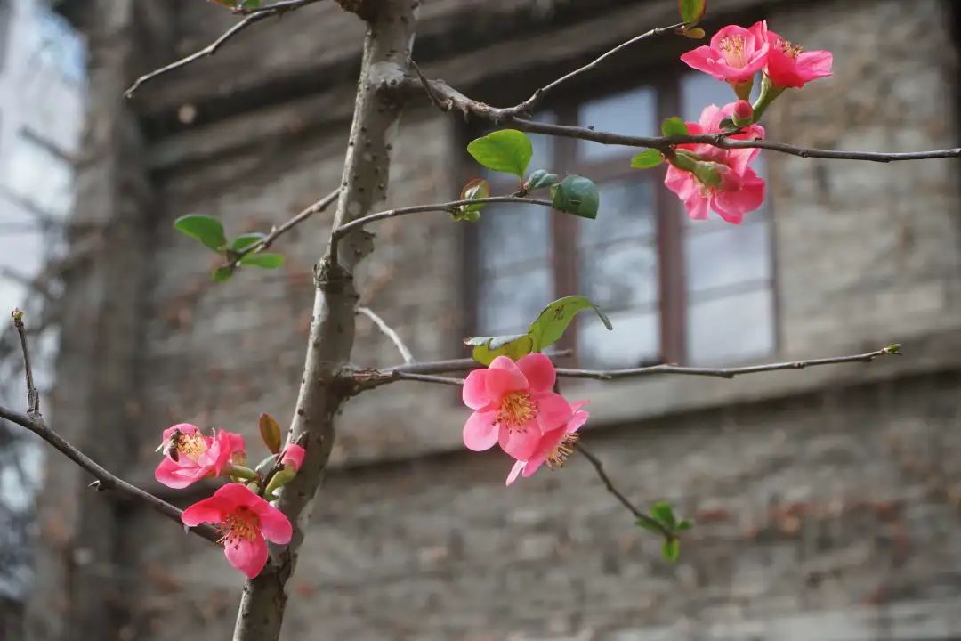 陆游春节的诗,陆游写的关于成都的诗