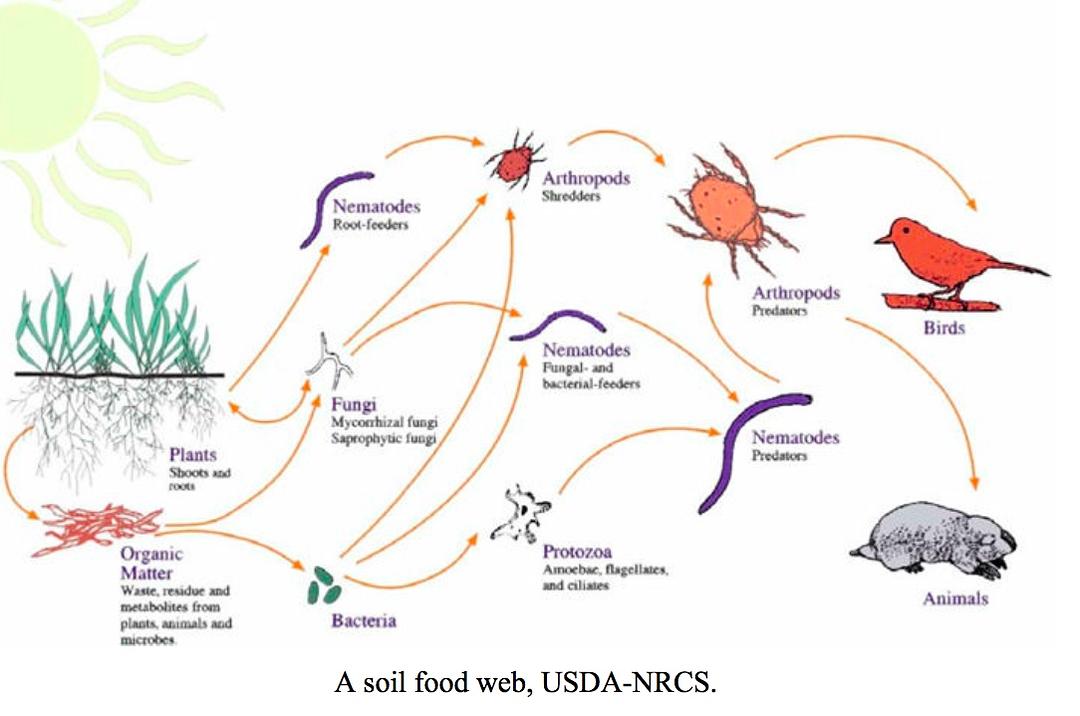 最大蜈蚣捕食,巨型蜈蚣vs海鸟