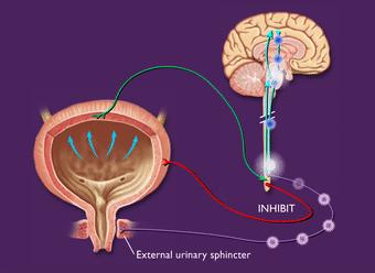 生理学排便机制,生理学尿的生成和排出