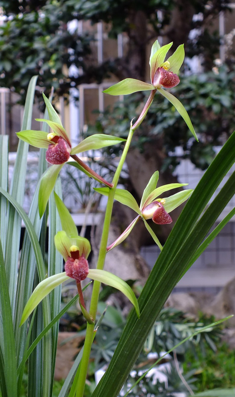 兰花珍品100种,名贵兰花100品欣赏