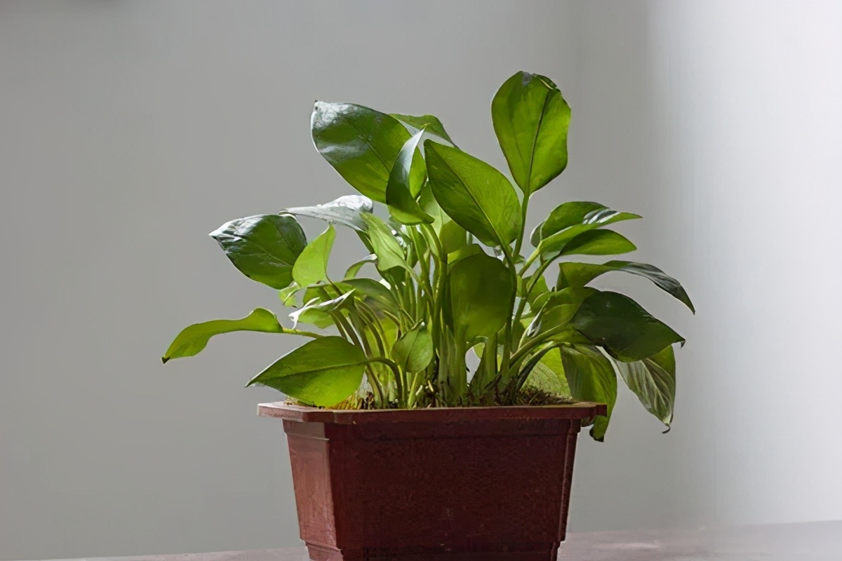 对二手烟特别敏感是肺疾病吗,肺部有絮状物吸二手烟有危害吗