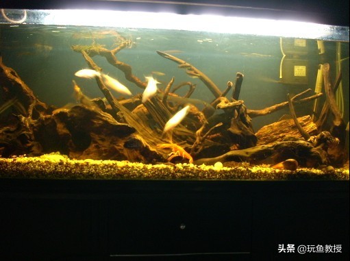 简单草缸制作方法,简单草缸新手入门