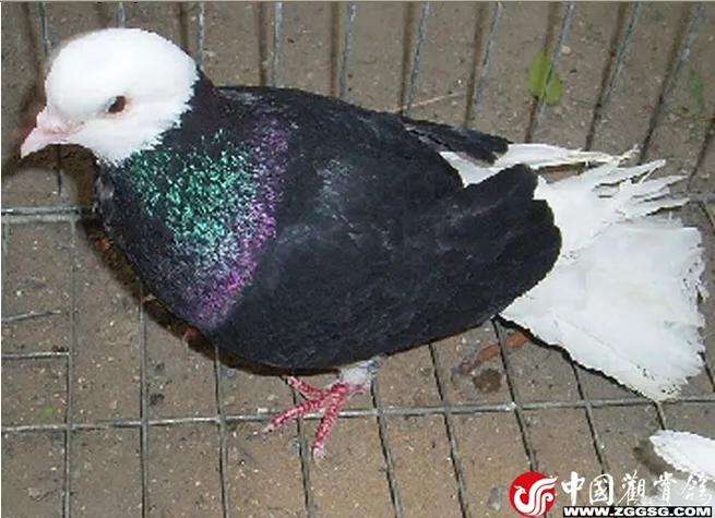 北京鸽哨制作,北京鸽哨晨曲