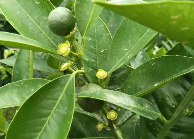 柑橘保果的关键,选对调节剂,选择合适叶面肥