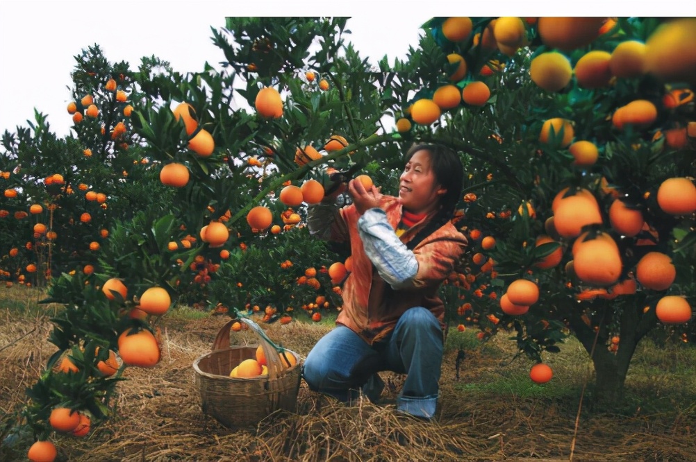 水果店推出5元随便拿活动,开一家水果店的盈利模式