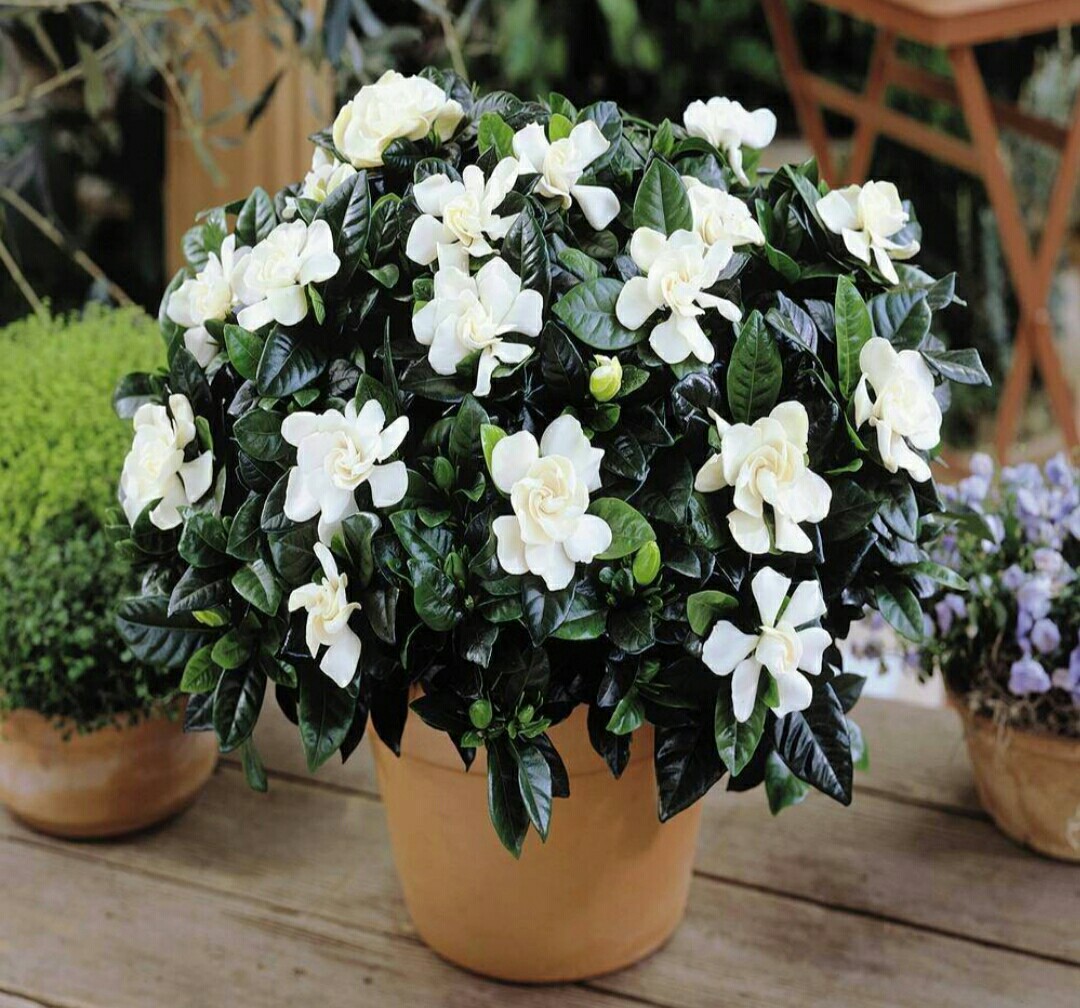 土养栀子花黄叶的原因及处理方法,栀子花黄叶怎么养新手必看科普