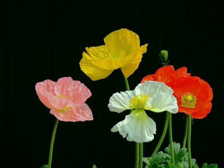 虞美人花赛牡丹,虞美人开花了太漂亮了