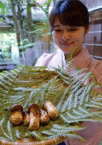 松茸菌干货的吃法,新鲜松茸菌怎么做好吃一点