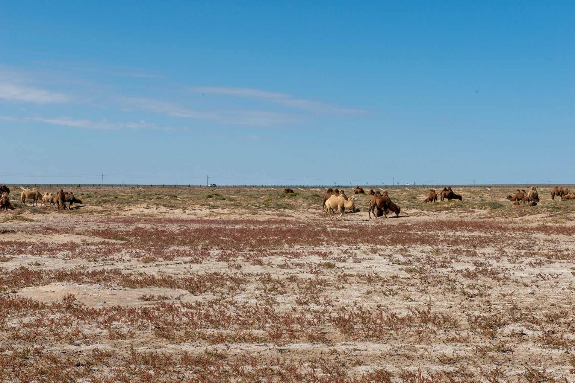 二连浩特到新疆边境游,内蒙古自驾游二连浩特