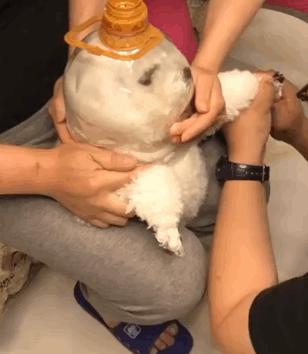 狗狗不愿意剪毛怎么制服,狗狗超级拒绝剪指甲