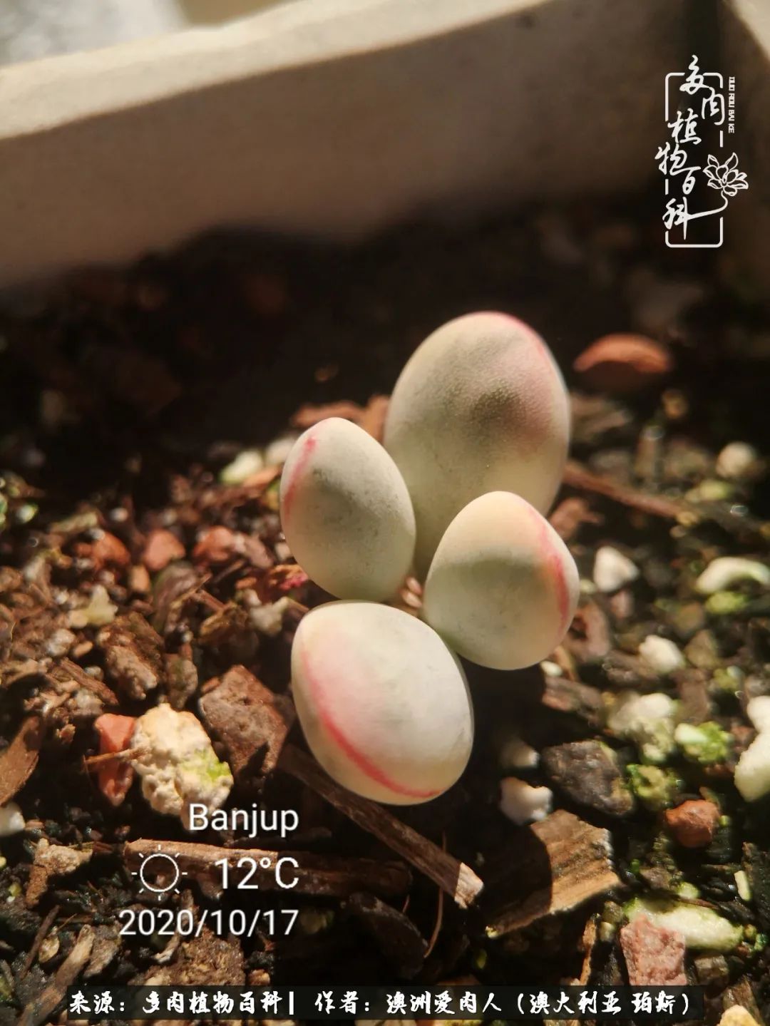 采蘑菇的小姑娘，“转行”来把多肉养