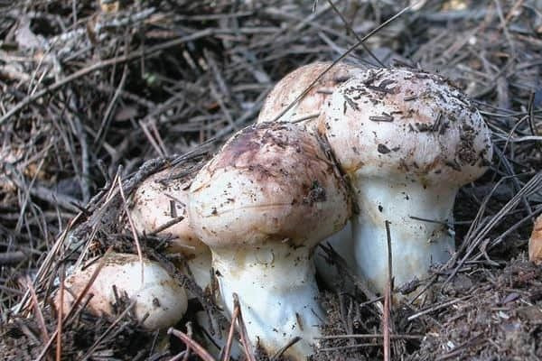 你知道什么是椴木木耳吗,你知道什么是白茶