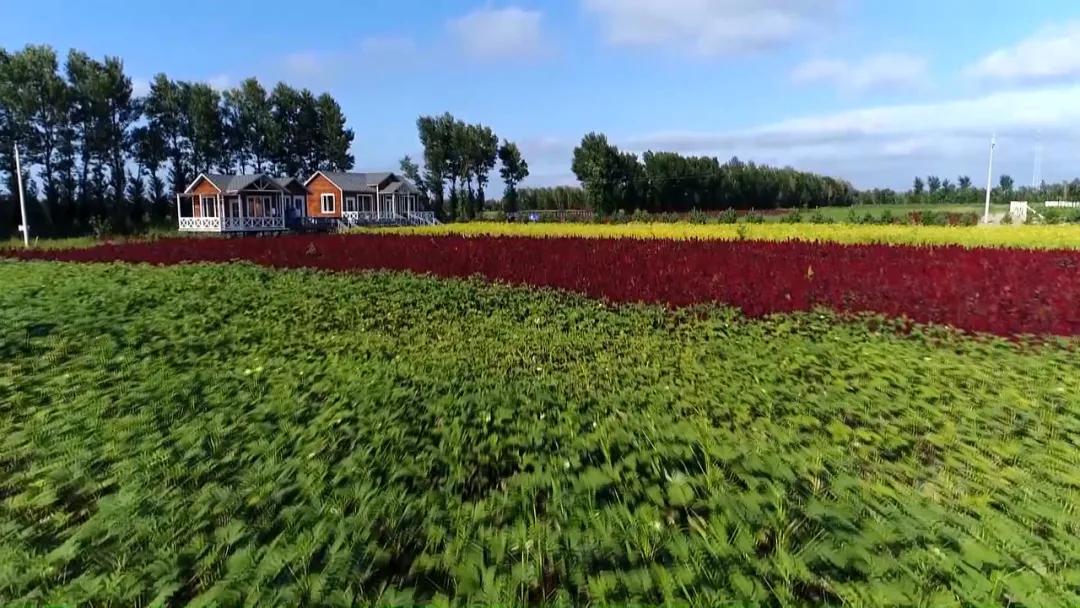 奈曼旗全力打造蒙中药材产业链,奈曼旗中药产业链