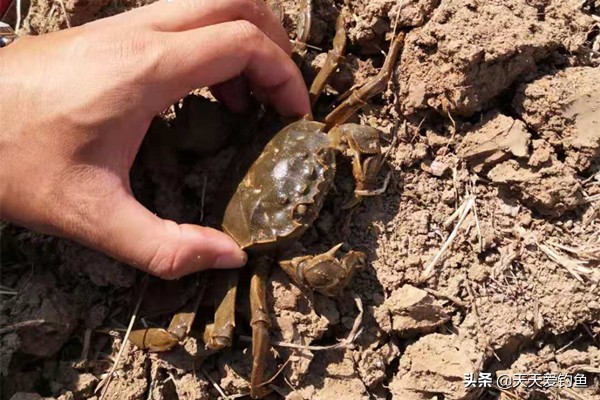 30块钱钓鱼一天,30块钱钓了3个小时的鱼