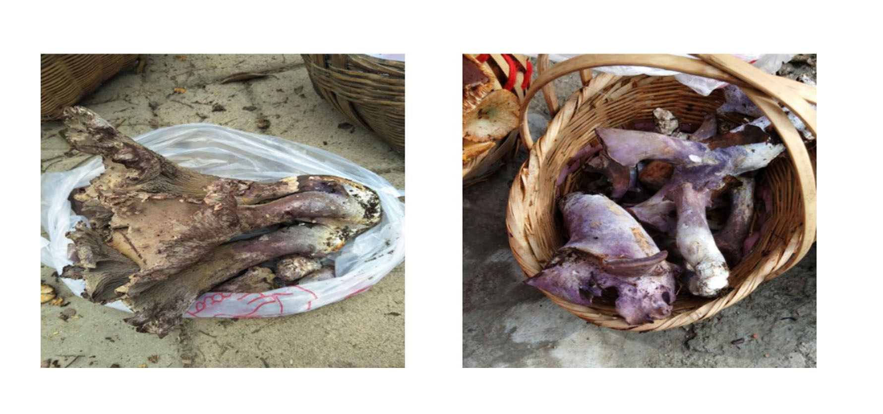 云南可食野生菌品种大全图片,海南常见的几种可食野生菌