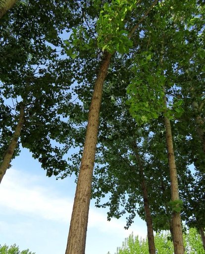 果树有钻心虫要怎么办,农民钻心虫