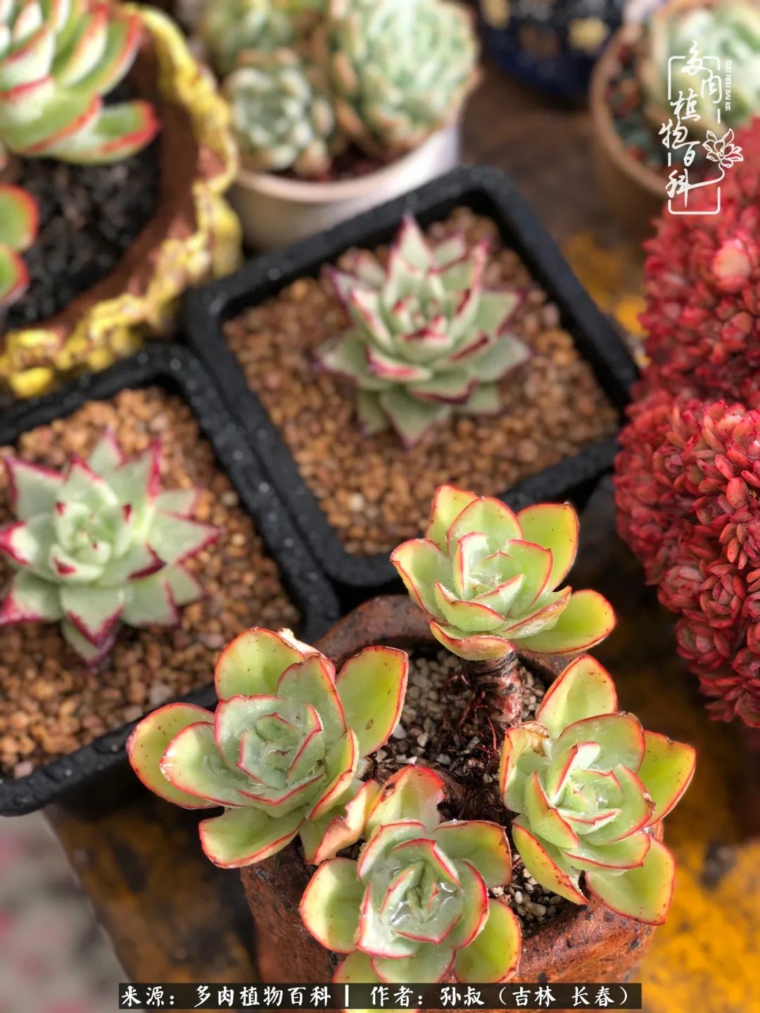 与多肉一起成长,与多肉相伴
