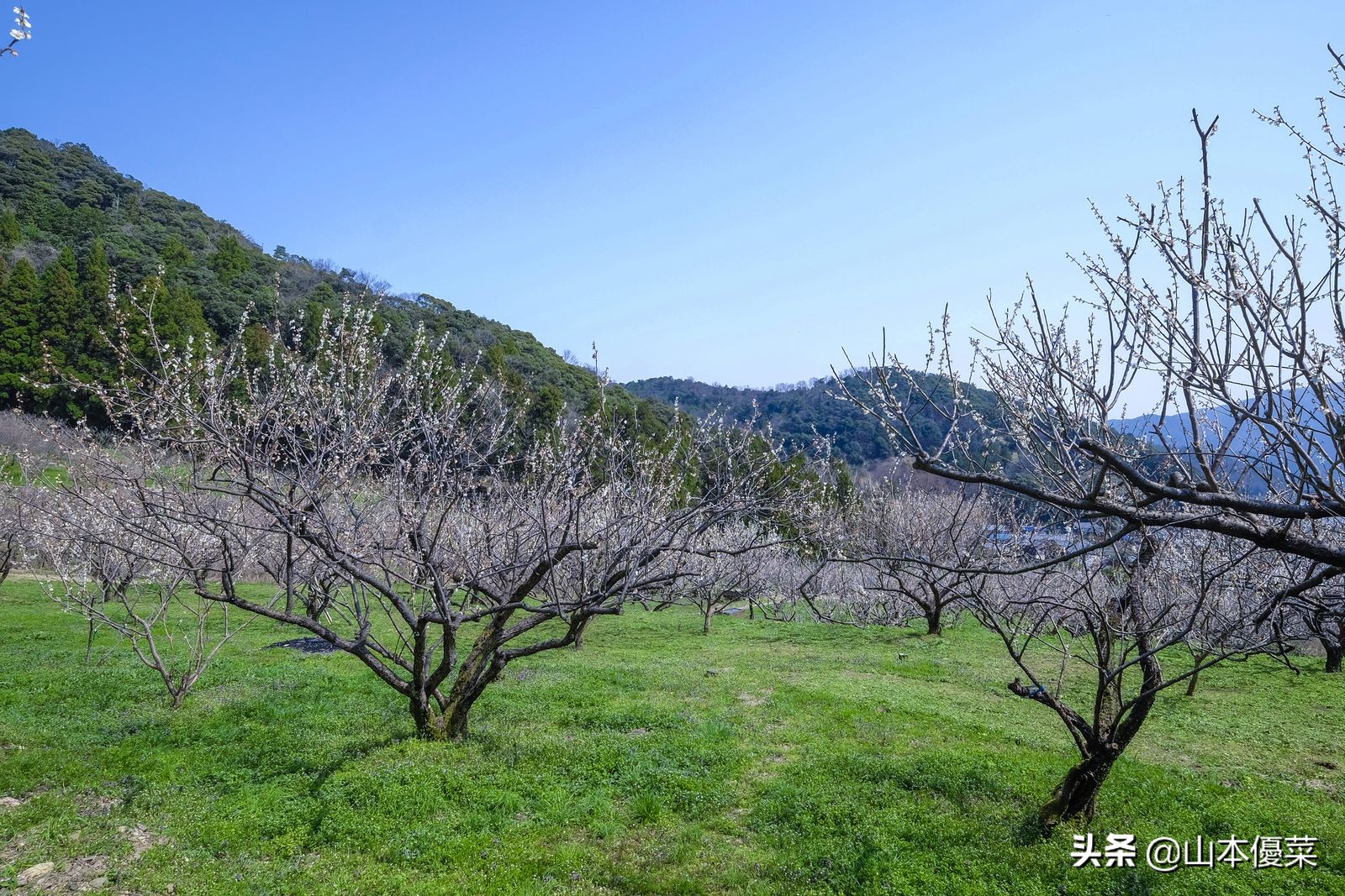 不先一步感受春天的到来吗日本全国华丽的梅花名胜