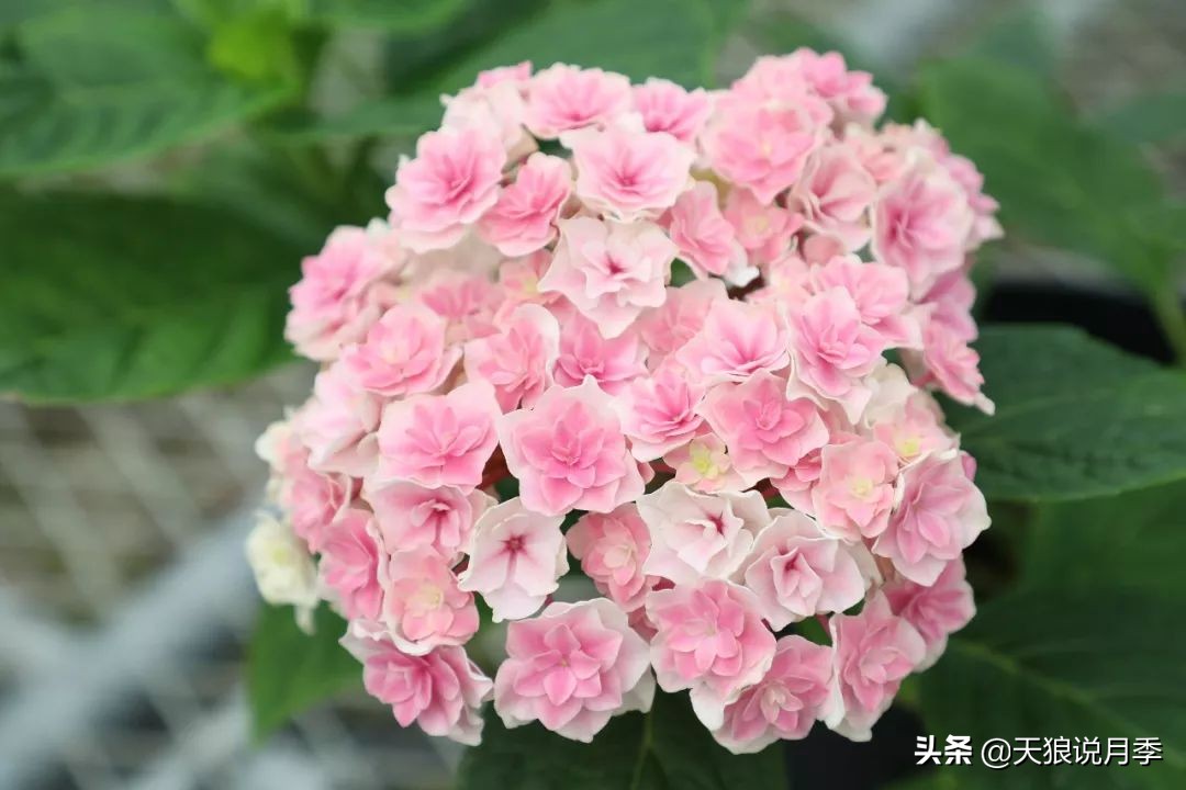 绣球季家里不缺花，全场8折迎初夏