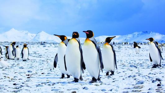 楠勯槼浼肩伀鎶楃柅,涓嶆儳瀵掑啲鎶楃柅