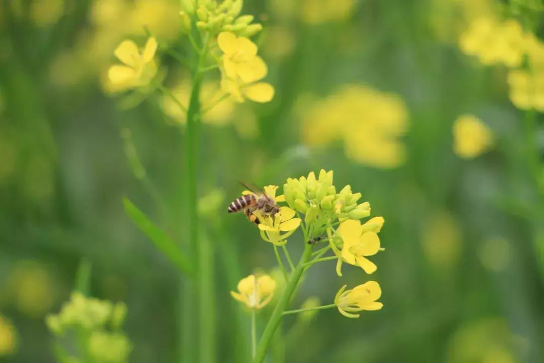 蜂王浆加蜂蜜服对人体有什么好处,蜂王浆和蜂蜜的区别哪个营养更好