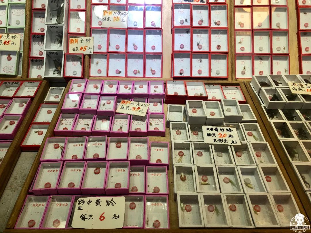 涓婃捣榛勬郸鍖轰竾鍟嗚姳楦熷競鍦鸿繕鍦ㄥ悧,涓婃捣涓囧晢鑺遍笩甯傚満鏂板潃鍦ㄤ粈涔堣矾