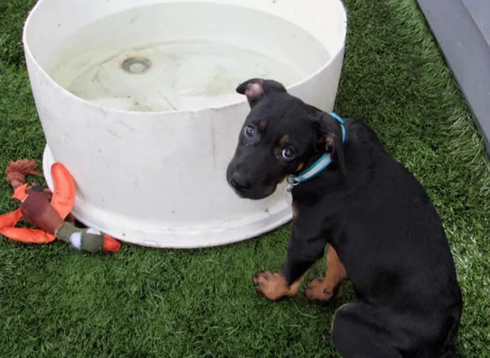 宠物行为习惯会跟主人一样吗,宠物的行为都是跟主人学的