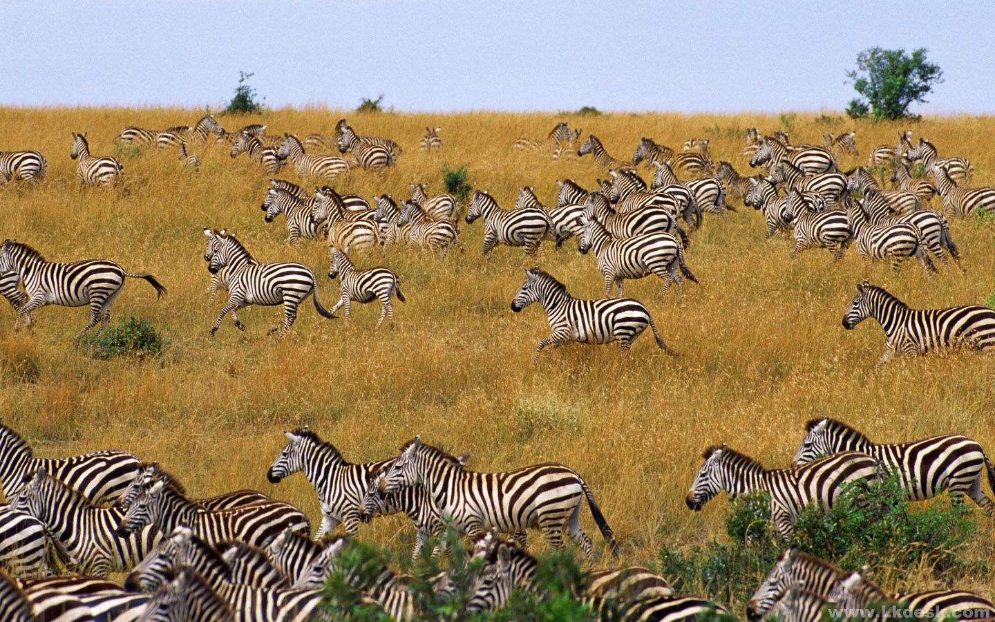 母狮抓住小斑马老斑马见死不救,母狮独自将斑马赶进狮群包围圈