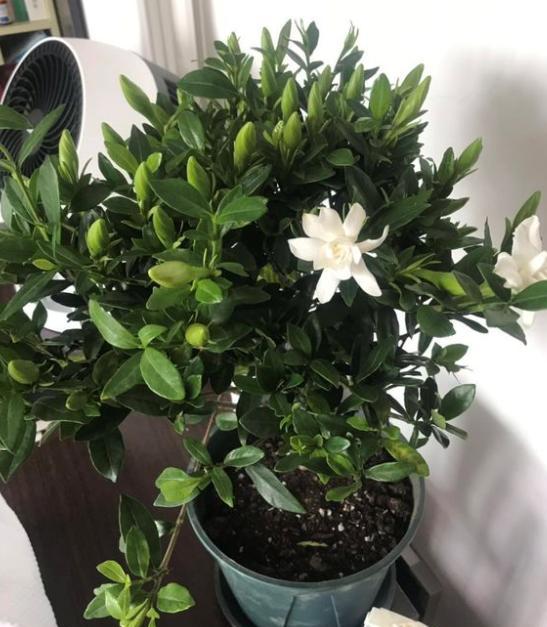栀子花浇酸水的正确方法,栀子花叶子发黄用什么浇水