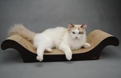 猫咪容易抓坏沙发怎么办,家里猫咪不养了怎么处理