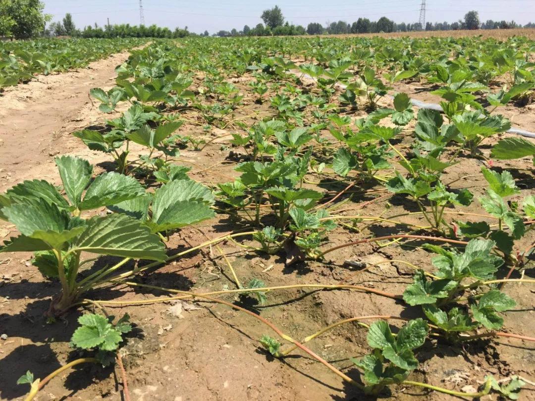 草莓育苗期炭疽病有哪些治疗药水,草莓炭疽病初期苗还可以治好吗