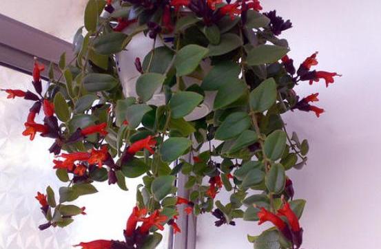 口红吊兰叶子发黄掉落是怎么回事,口红吊兰花苞少怎么办